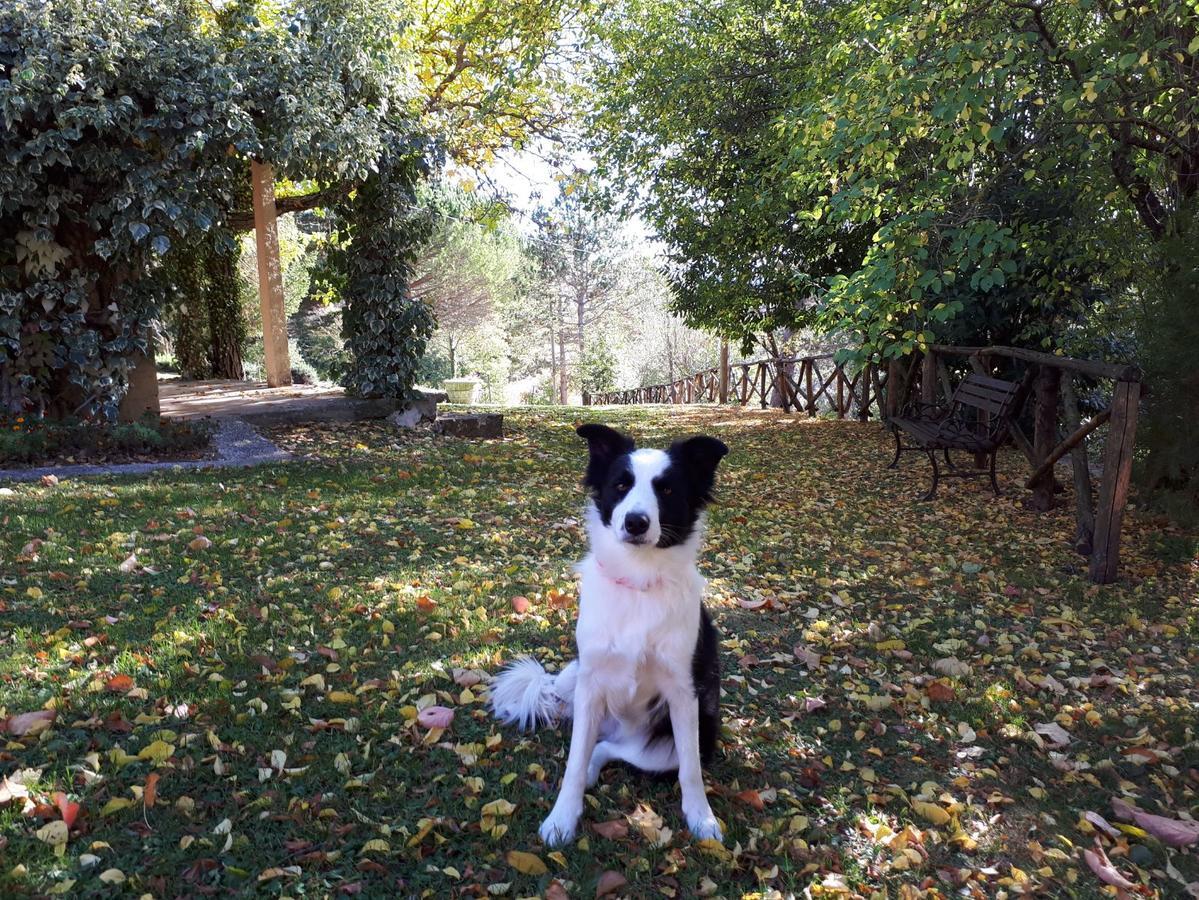 Agriturismo Villa Mozart Nel Verde Gubbio Eksteriør billede