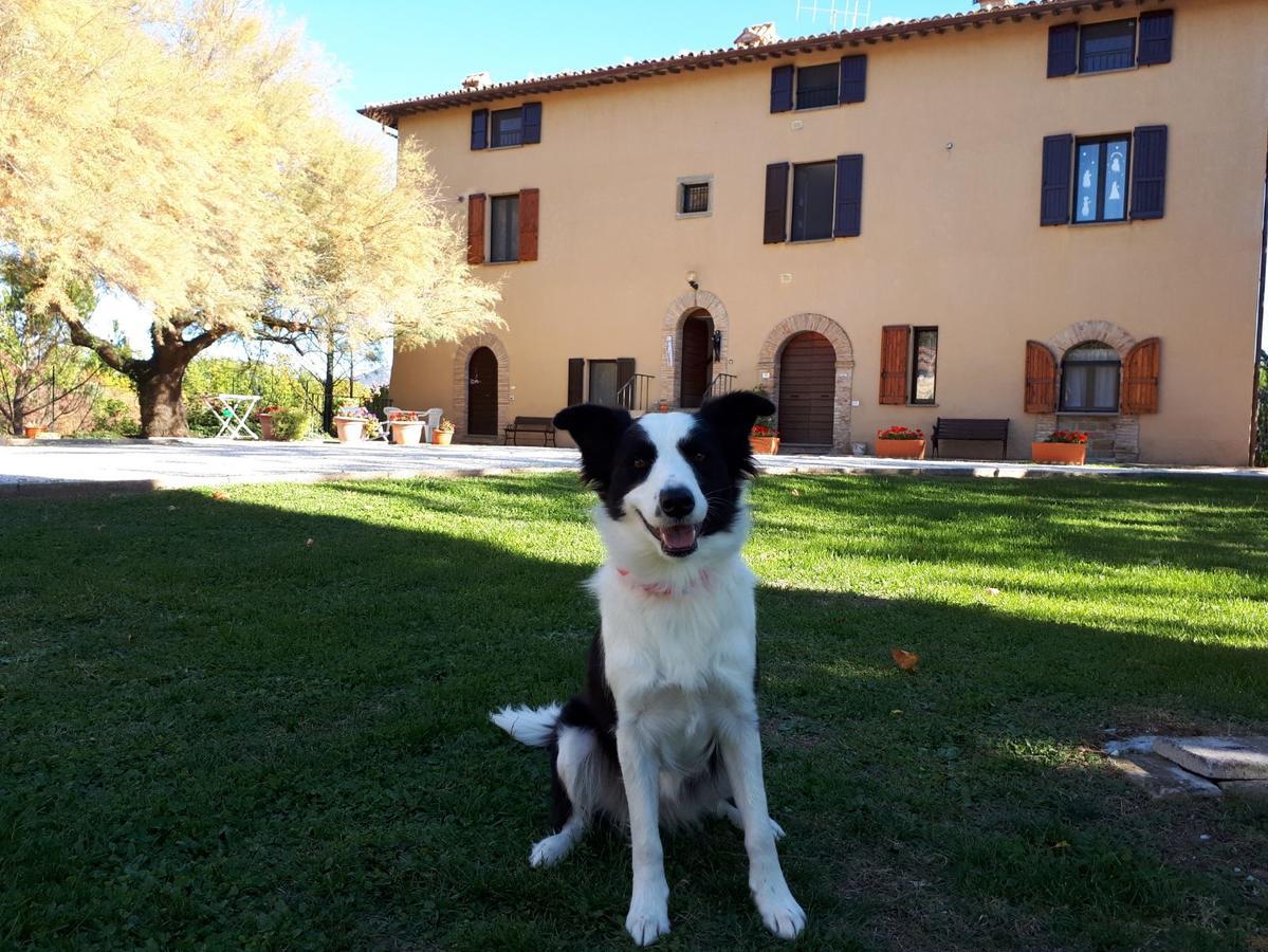 Agriturismo Villa Mozart Nel Verde Gubbio Eksteriør billede